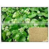 100% Natural Centella Asiatica Extract thumbnail-3