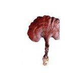 Reishi Mushroom Extract