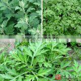 Pure Mugwort Oil /Artemisia Argyi Essential Oil With Lowest Price thumbnail-1