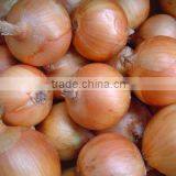 Yellow Onion thumbnail-1