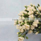 Fresh New Coming Flower Carnation and Rose for Wedding Decoration thumbnail-3