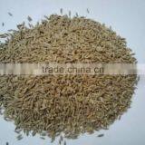 Indian Testy Whole Spices - Whole Large Cumin (Jeera) thumbnail-2