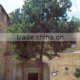 Natural Beautiful Pinus Sylvestris Plant
