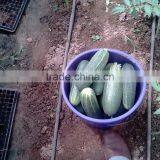 Cheap Invernadero Greenhouse thumbnail-4