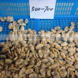 Canned Short Necked Clam thumbnail-1