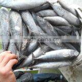 New Arrival W/R Frozen Bonito 300-500g(Auxis Thazard) thumbnail-1