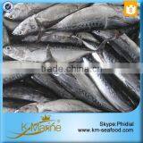Hot Selling 18 Months Shelf Life Frozen Bonito Tuna Whole Fish thumbnail-1
