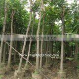 Spathodea Campanulata Landscaping Trees