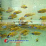 Freshwater Fish for Sale thumbnail-1