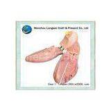 Red Cedar Wood Shoe Stretcher / Shoe Tree With Flexible Metal Tube thumbnail-1