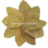 DRIED GUAVA LEAVES thumbnail-2