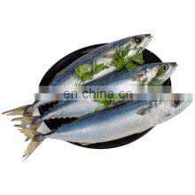 Factory Sale Mackerel Bait Frozen Chub Mackerel Frozen Pacific Mackerel Fish