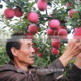 Various Apples thumbnail-4