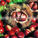 Fresh Chestnut thumbnail-1