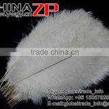 CHINAZP Trade Assurance Gold Supplier Size Frcom 20inch to 22inch White Ostrich Feather for Wedding Centerpiece thumbnail-2