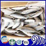 New Landing Frozen Round Scad Small Eye Horse Mackerel For Tuna Bait thumbnail-5