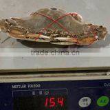 Good Quality Frozen Redspot Swimming Crab thumbnail-3