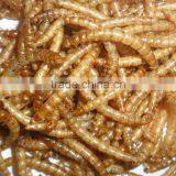 Delicious Snack For Bird Yellow Mealworm thumbnail-1