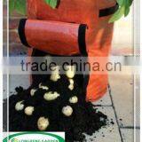 Orange Potato Planter Growing Bag