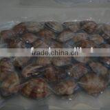 VENERUPIS VARIEGATA FROZEN BABY CLAM WITH SHELL thumbnail-2