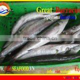 FROZEN W/ R BARRACUDA FISH thumbnail-1