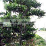 Ulmus Pumila Big Bonsai Trees Layer Shape thumbnail-1