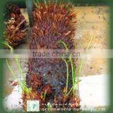 Cycas Revoluta 1m Trunk Height Bare Root thumbnail-1