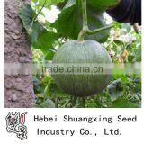 M11-03--planting Sweet Melon Hybrid Seed f1 thumbnail-1