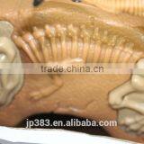 Cartoon Dinosaur Toy thumbnail-5