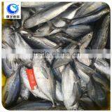 Block Shape and Sardine Variety Frozen Skipjack Tuna Whole Round thumbnail-4