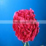 Wholesale Most Popular Good Quality Carnation Cut Fresh Flowers Carnation thumbnail-2