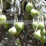 Green Chaunsa Mango