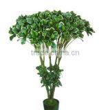 Artificial Money Tree Plant(Real Trunk)