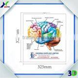 Custom Printed Embossed PVC 3D Anatomical Charts Factory Manufacturer