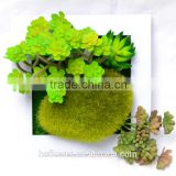 2016 New Products Creative Artificial plants with white photo frame