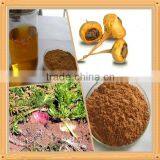 Natural OPC 95% Low Price Pine Bark Extract thumbnail-6