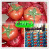 Xinjiang Best Quality Fresh Tomatoes Expot the Middle Asia thumbnail-1