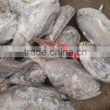 Frozen Black Moon Fish Whole Round or HGT thumbnail-1