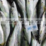 Good Quality Frozen Pacific Mackerel Fish for Sale thumbnail-4