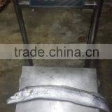 Largehead Hairtail thumbnail-4