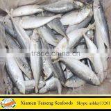 Frozen Scad Fish IQF Round Scad With Grada A for Bait