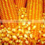 High Quality Yellow Maize