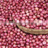 Red Onion Phulkara Variety