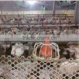 Broiler Equipment Automatic Chicken Feeder for Poultry House thumbnail-5