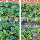 Soluble Organic Seaweed Fertilizer,high Solubility(100%) Fertilizer(100-120mesh) thumbnail-3
