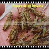 Pet Food Dried Locusts thumbnail-2