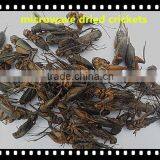 High Protein Microwave Dried Crickets thumbnail-5