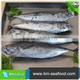 China Manufacturer Fresh Frozen Bonito Fish For Sale thumbnail-1