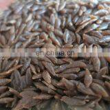 Twin Screw Extruder CE Standard Automatic Nutrition Artificial Rice Making Machine thumbnail-4