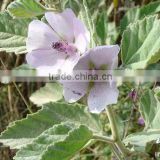 Natural Marshmallow Leaves--Tobacco raw materials/Marshmallow Extract 10:1 20:1
